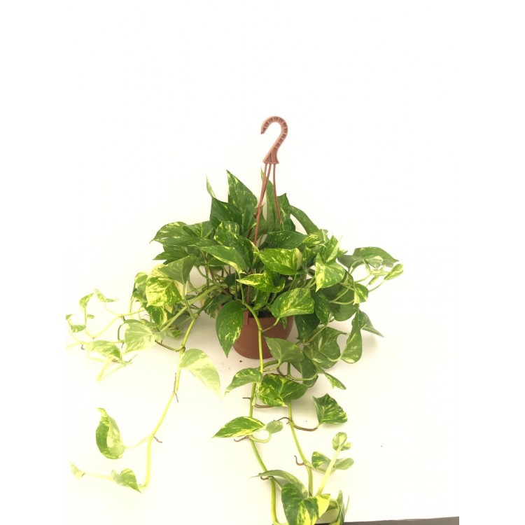 scindapsus, pothos, ev sarmaşığı  askılı
