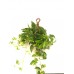 scindapsus, pothos, ev sarmaşığı  askılı

