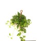 scindapsus, pothos, ev sarmaşığı  askılı
