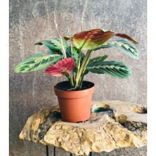 maranta , dua çiçeği, ithal  çiçek açan bitki 20-30cm
 maranta , dua çiçeği, ithal  çiçek açan bitki 20-30cm