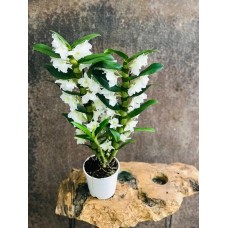 dendrobium orkide beyaz renk kokulu 50-60 cm boyunda
