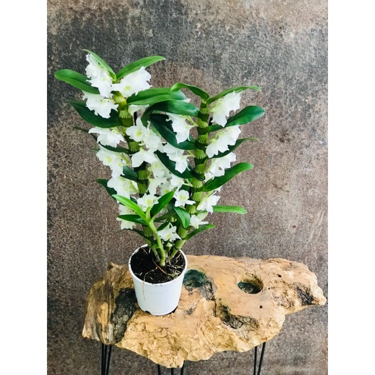 dendrobium orkide beyaz renk kokulu 50-60 cm boyunda
