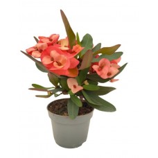 Eforbia milli dikenler tacı
