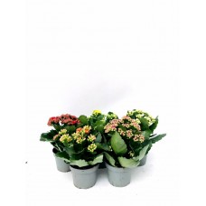 kalanşo 5li paket halinde
