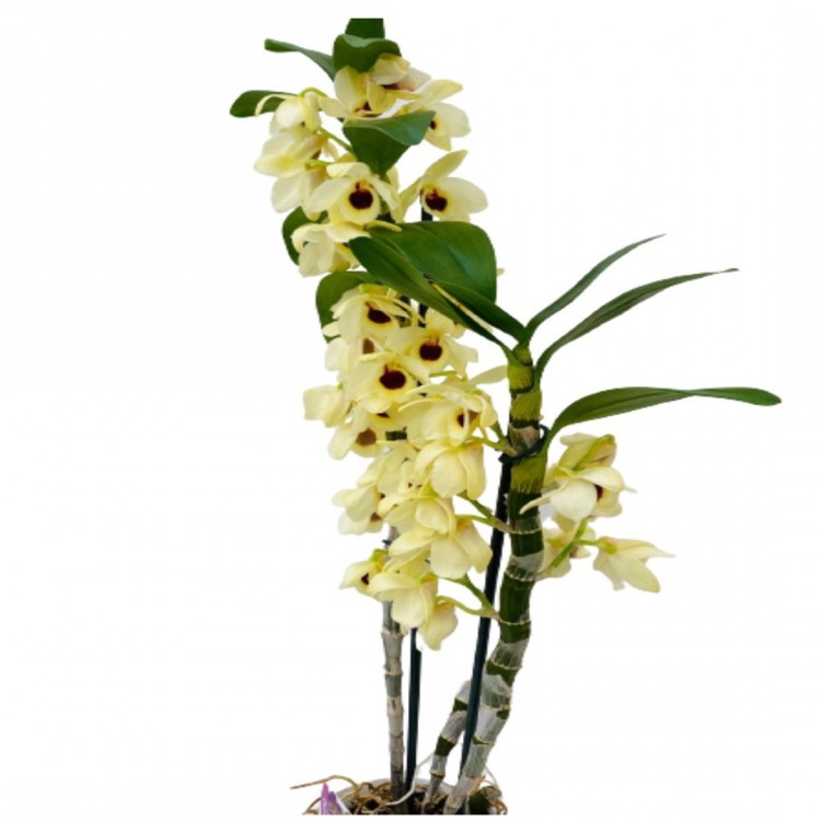 dendrobium orkide sarı renk kokulu 50-60 cm boyunda
