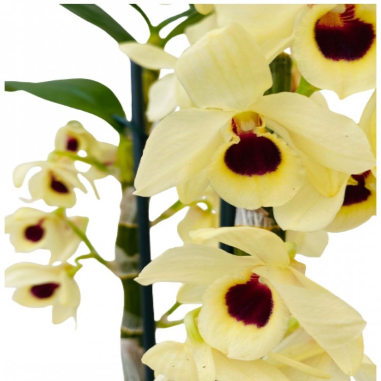 dendrobium orkide sarı renk kokulu 50-60 cm boyunda
