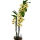 dendrobium orkide sarı renk kokulu 50-60 cm boyunda
