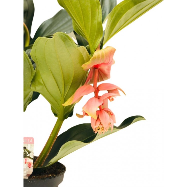 medine gülü /medinella, medinilla 30-350cm
