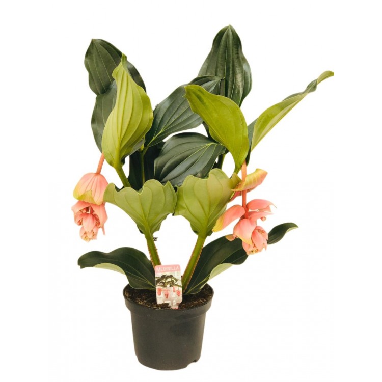 medine gülü /medinella, medinilla 30-350cm
