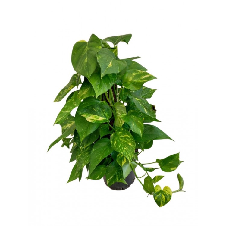 scindapsus, pothos, ev sarmaşığı  60-cm
