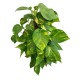 scindapsus, pothos, ev sarmaşığı  60-cm
