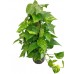 scindapsus, pothos, ev sarmaşığı  60-cm
 scindapsus, pothos, ev sarmaşığı  60-cm