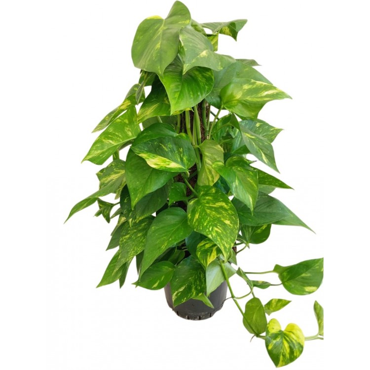 scindapsus, pothos, ev sarmaşığı  60-cm
