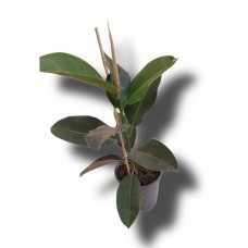 Kauçuk tekli  50cm
 Kauçuk tekli  50cm