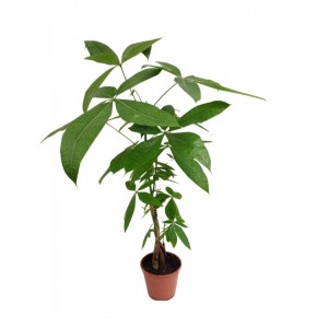 pachira  örgülü , para ağacı 40-50cm
 pachira  örgülü , para ağacı 40-50cm