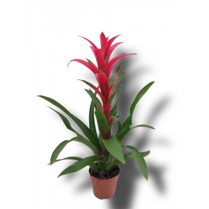 Guzmanya ithal 65cm
 Guzmanya ithal 65cm