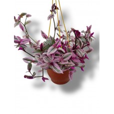 telgraf çiçeği 25-30 cm boyunda, çiçek açan pembe ton
 telgraf çiçeği 25-30 cm boyunda, çiçek açan pembe ton