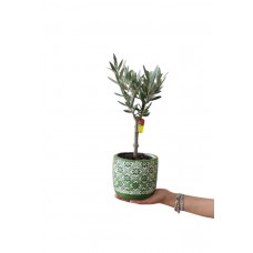 zeytin minyatür dekoratif saksıda 40-50cm
 zeytin minyatür dekoratif saksıda 40-50cm