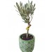zeytin minyatür dekoratif saksıda 40-50cm
