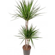 Marginata 3lü  110-120cm
