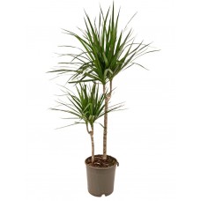 Marginata 2li  70-80cm
