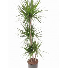 Marginata 4lü 130-140cm
 Marginata 4lü 130-140cm