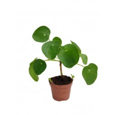 pilea ağacı, para çiçeği
