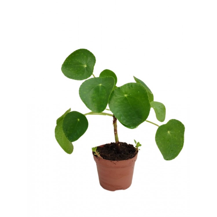 pilea ağacı, para çiçeği
