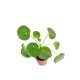 pilea ağacı, para çiçeği
