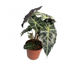 alocasia, melek kanadı, iç mekan bitkisi 45cm
