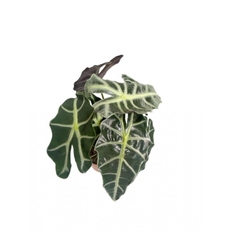 alocasia, melek kanadı, iç mekan bitkisi 45cm
