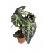 alocasia, melek kanadı, iç mekan bitkisi 45cm
