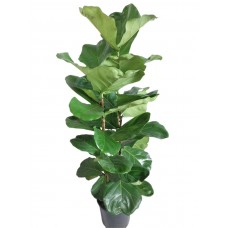 ficus lyrata 130 cm,
