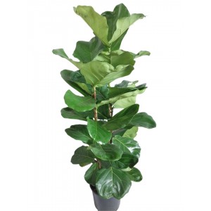 ficus lyrata 130 cm,
 ficus lyrata 130 cm,