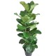 ficus lyrata 130 cm,
