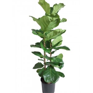 ficus lyrata 130 cm,
 ficus lyrata 130 cm,