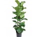 ficus lyrata 130 cm,
