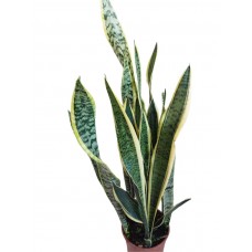 sanseverya ,kılıç çiçeği, paşa kılıcı 60-90 cm
 sanseverya ,kılıç çiçeği, paşa kılıcı 60-90 cm