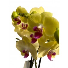 Orkide çift dal sarı pembe göbekli
 Orkide çift dal sarı pembe göbekli