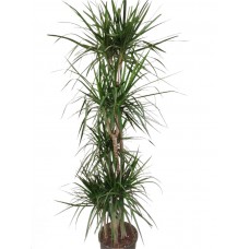 Marginata 5li 150-170cm
 Marginata 5li 150-170cm