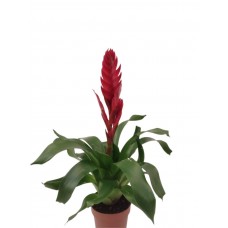 virezya ithal bitki kırmızı 35-45cm
