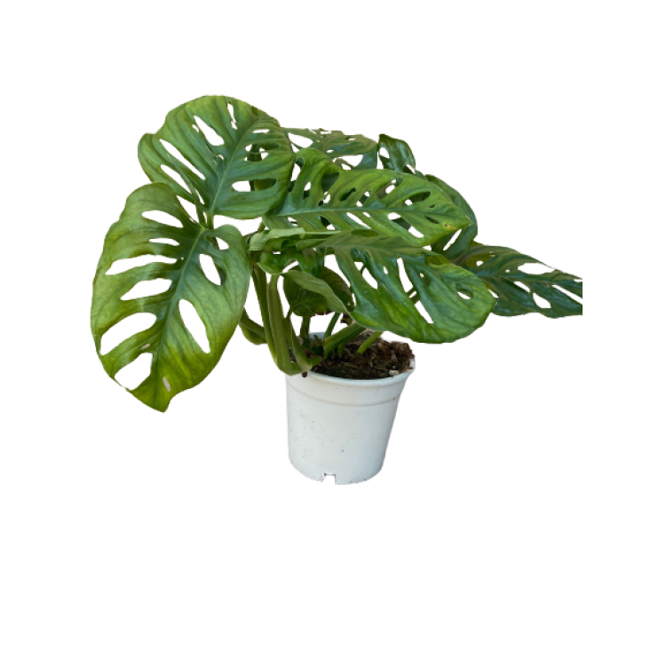 monstera monkey 40 cm
