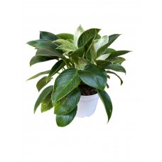 Philadendron birkin zeldzame cinsi  30-40cm
 Philadendron birkin zeldzame cinsi  30-40cm