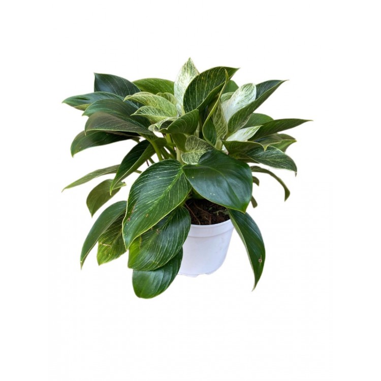 Philadendron birkin zeldzame cinsi  30-40cm
