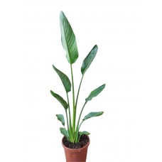 sterliçya  60-70cm
 sterliçya  60-70cm