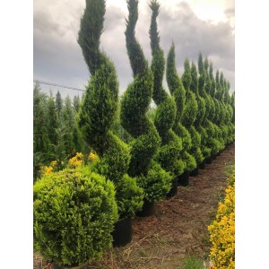 Spiral Limon Selvi boy 4 metre
 Spiral Limon Selvi boy 4 metre