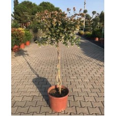 Abelia Stranded Tige (Abelya Tijli Örgülü)  140 cm
