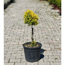 Euonymus Japonicum Tige(Altuni Taflan Tijli Saç Örgülü)
