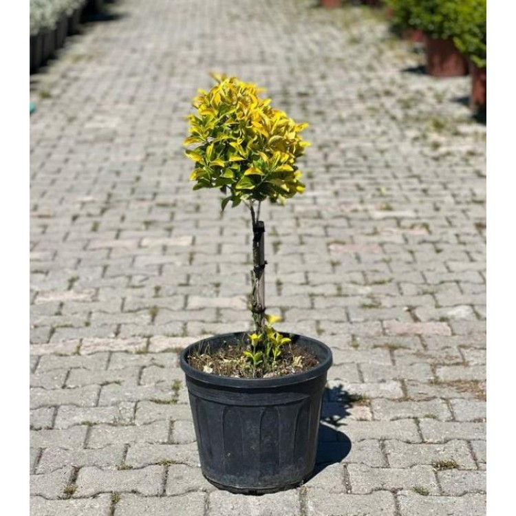 Euonymus Japonicum Tige(Altuni Taflan Tijli Saç Örgülü)
