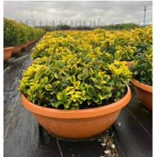 Arangement Euonymus Japonicum Ball (Aranjman Taflan)
 Arangement Euonymus Japonicum Ball (Aranjman Taflan)